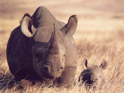  Black Rhino Cow and বাছুর