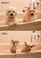 LOL before and after - dogs photo