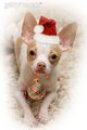 Merry Christmas - all-small-dogs photo