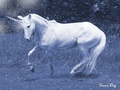 Snow Unicorn - unicorns photo