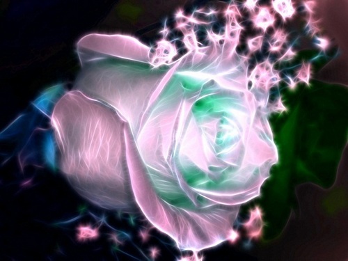  Sparkling Rose