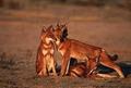 Ethiopian Wolves - wolves photo