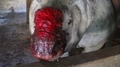 SORRY FOR THE RHINO PICTURES BUT THEY NEED RESPECT!!!!!!!! - against-animal-cruelty photo
