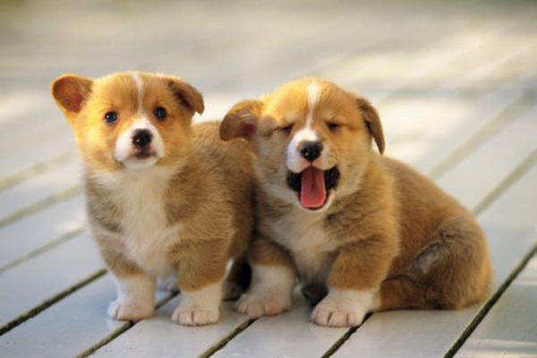 Dogs Corgi puppies! :D