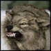 teeth - wolves icon