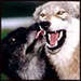 teeth - wolves icon