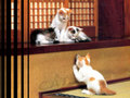 Adorable kitties - kitties photo