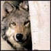 Icons - wolves icon