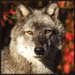 Icons - wolves icon
