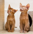 Kitties <3 - kitties photo
