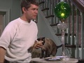 That Darn Cat! - classic-disney screencap