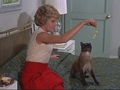 classic-disney - That Darn Cat! screencap