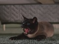 classic-disney - That Darn Cat! screencap