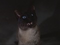 That Darn Cat! - classic-disney screencap