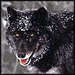 black wolves - wolves icon