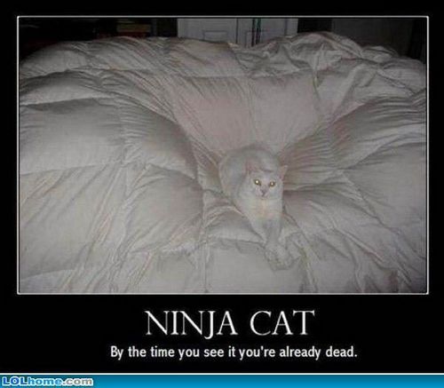  gatos are ninjas