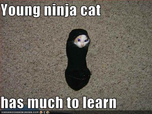  Kucing are ninjas