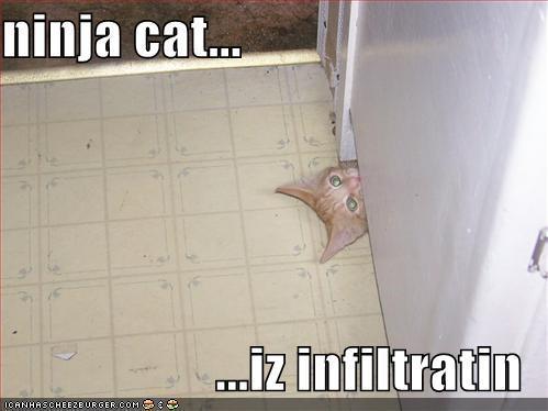 Cats are ninjas