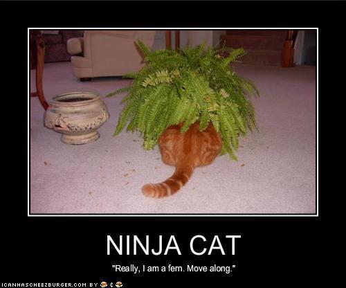  猫 are ninjas