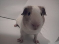 The Guinea Pig called Bieber (really) - justin-bieber photo