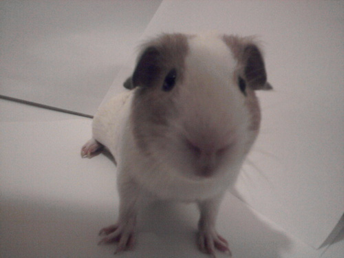  The Guinea Pig called Bieber (really)