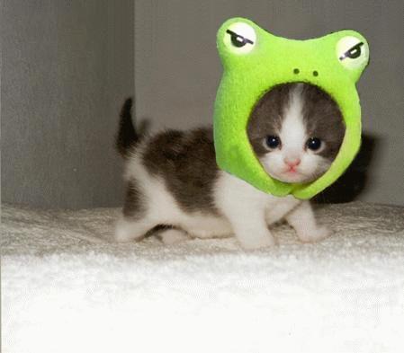  Cat with a Frog's head!