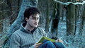 Dan-Harry Potter - daniel-radcliffe photo