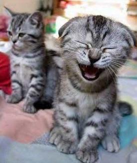  Funny cats!