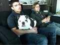 A Visit With Joe Jonas And His Puppy WinstonDisney Dreaming: A Visit With Joe Jonas And His Puppy Wi - the-jonas-brothers photo