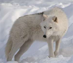 Arctic Wolves (January's focus)