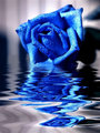 Blue rose - fantasy photo