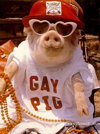  MY GAY PIG :D