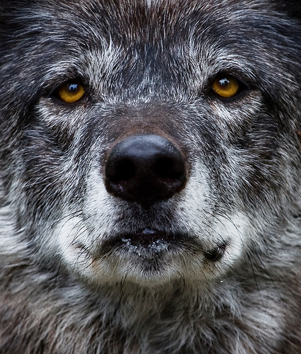  Spirit of the волк