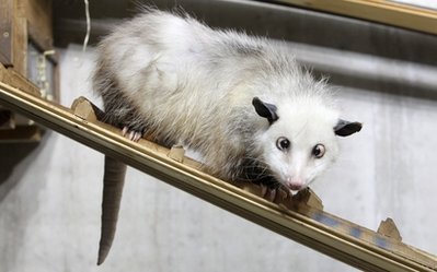  Cross-Eyed opossum