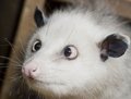 Cross-Eyed opossum - random photo