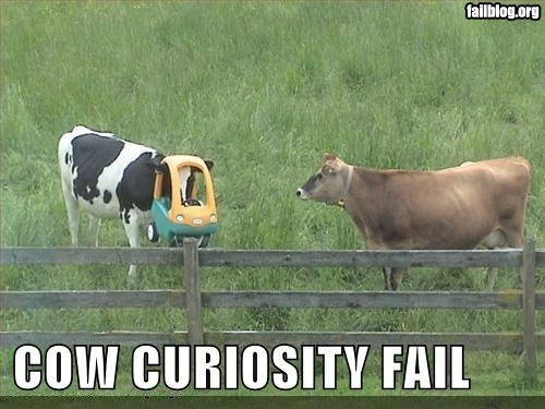  Curious Cow