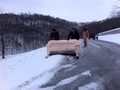 Hillbilly as it gets sofa sledding with hayley and friends today woohoo - paramore photo