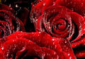 Red Roses - daydreaming photo