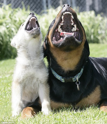 Rottweiler adopts abandoned 8 week old wolf baby 