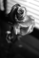 a rose - photography photo