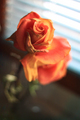 a rose - photography photo