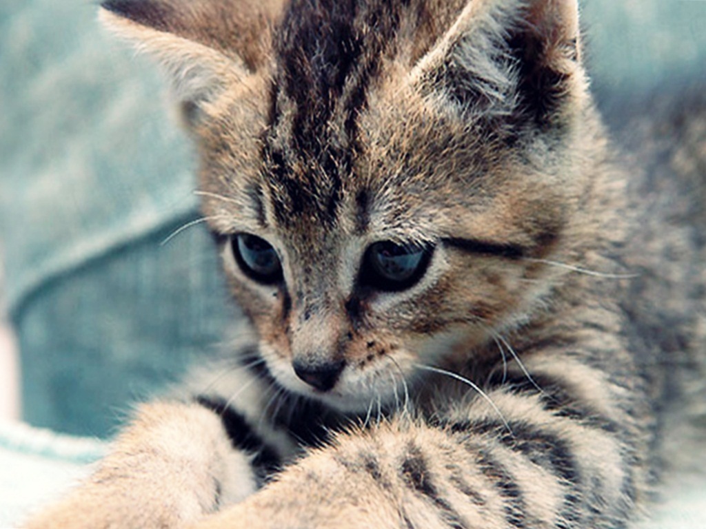 Kitten-cats-18565791-1024-768.jpg
