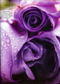 Purple roses - daydreaming photo