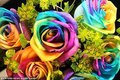 Rainbow Roses - roses photo