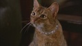 The Cat From Outer Space - classic-disney screencap