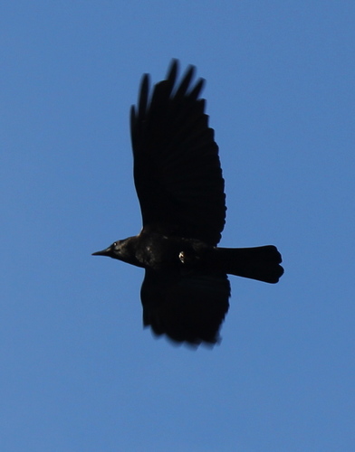 A Beautiful American Crow