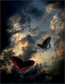 Butterflies  - fantasy photo