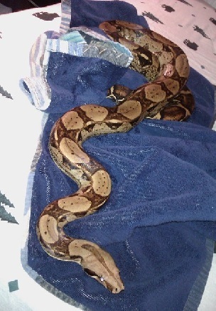  My ular boa, boa Tiny aka Buddy