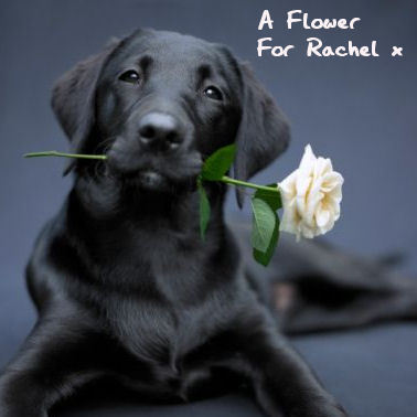  A پھول for Rachel x