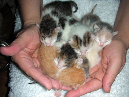  kittens ~ kucing
